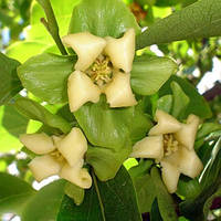 Саджанці хурми Запилювач 48 (однорічна) - привита, запилювач, морозостійка, самоплідна