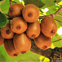 Саджанці Ківі Поділля (2-річний) - самоплідний, великоплідний, високо морозостійкий