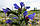 Синяк звичайний (синяк звичайний), насіння, фото 4