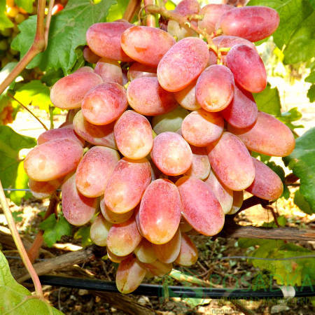 külot ichida orqasidan sikish Kolbasa bilan fisting fotosurati