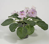 Luisiana Lullaby сорт синполії, фото 3