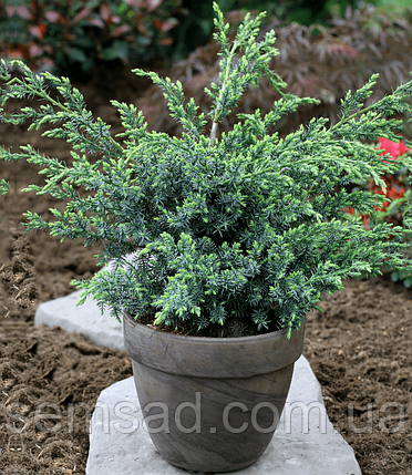 Ялівець китайський Блю Альпс \ Juniperus Blue Alps (С1.5л) саджанці, фото 2