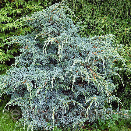 Ялівець китайський Блю Альпс \ Juniperus Blue Alps (С1.5л) саджанці, фото 2