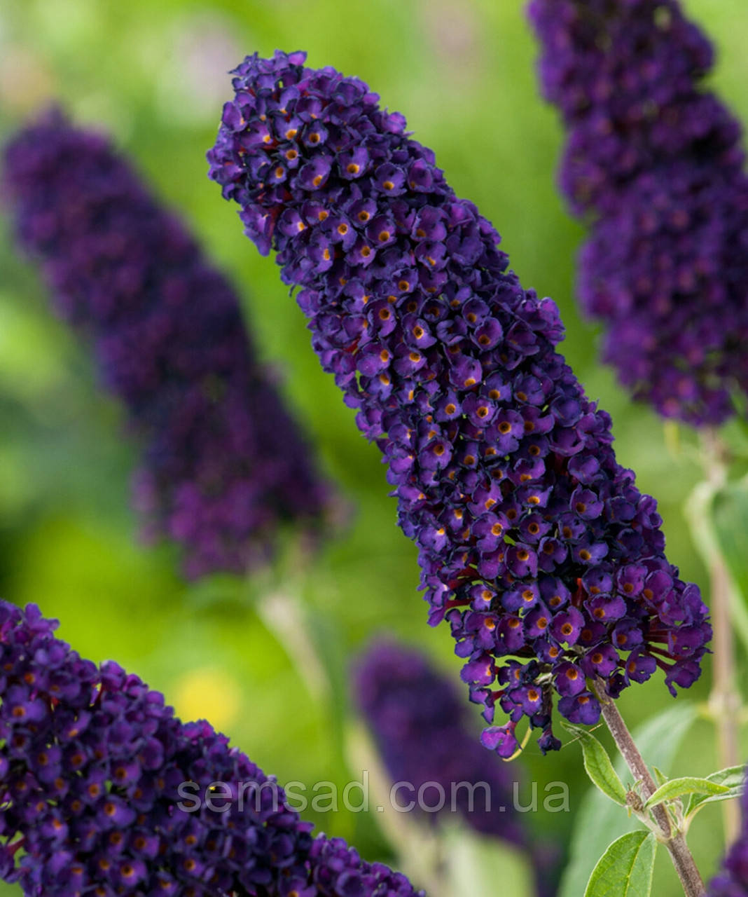 Буддлея Давида "Блек Найт" \ Buddleja davidii (саджанці 2 роки)