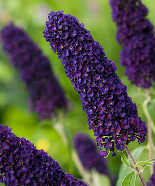 Буддлея Давида "Блек Найт" \ Buddleja davidii (саджанці 2 роки), фото 1