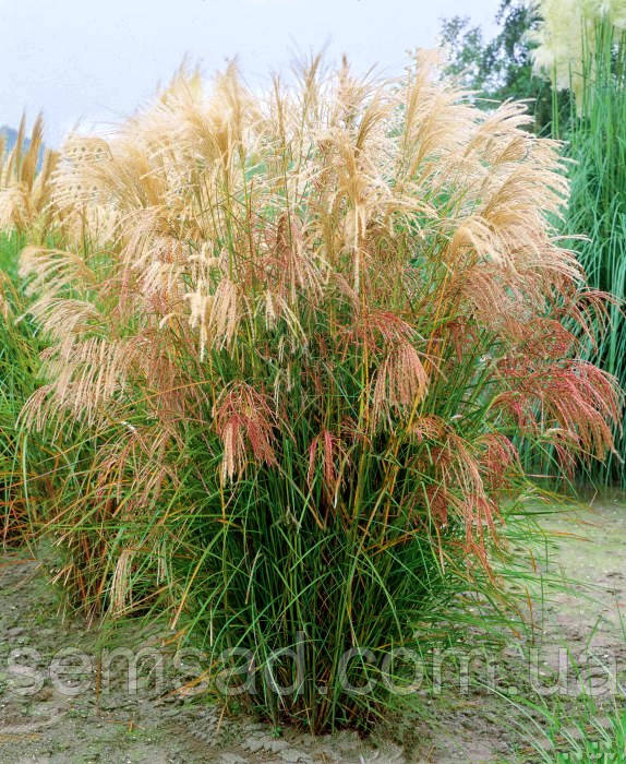 Міскантус китайський Морнінг Лайт \ Miscanthus sinensis Morning Light (саджанці С3л)