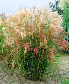 Міскантус китайський Морнінг Лайт \ Miscanthus sinensis Morning Light (саджанці С3л)