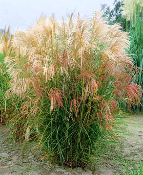 Міскантус китайський Морнінг Лайт \ Miscanthus sinensis Morning Light (саджанці С3л), фото 2