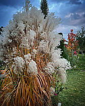 Міскантус китайський Морнінг Лайт \ Miscanthus sinensis Morning Light (саджанці С3л), фото 2