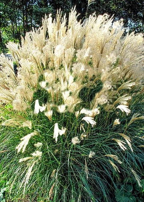 Міскантус китайський Грацилімус \ Miscanthus sinensis Gracillimus ( саджанці С3л ), фото 2