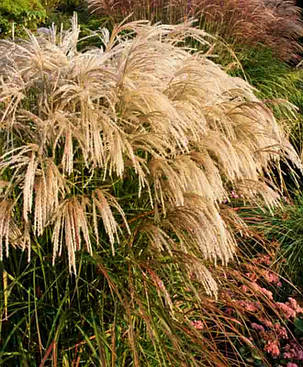 Міскантус китайський Грацилімус \ Miscanthus sinensis Gracillimus ( саджанці С3л ), фото 2