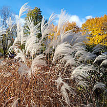 Міскантус китайський Грацилімус \ Miscanthus sinensis Gracillimus ( саджанці С3л ), фото 2