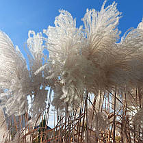 Міскантус китайський Грацилімус \ Miscanthus sinensis Gracillimus ( саджанці С3л ), фото 3