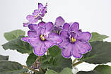 King's Treasure — фіалка селекції S. Sorano, фото 5