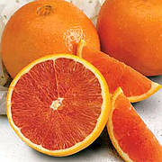 Апельсин Кара-Кара пестролистий (C. sinensis "Cara Cara Navel" variegate)