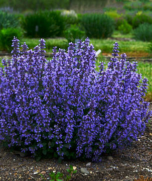 Котовник Фассена Літл Татч \ Nepeta faassenii 'Little Titch' (саджанці  ), фото 2