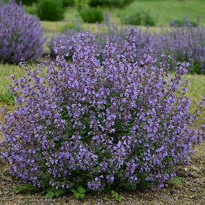 Котовник Фассена Літл Татч \ Nepeta faassenii 'Little Titch' (саджанці  ), фото 2