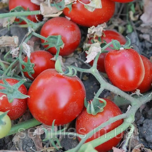 Насіння томату Бінго (Bingo) F1, 1000 шт., червоного детермінантного.