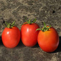 Насіння томату Бінго (Bingo) F1, 10000 шт., червоного детермінантного.