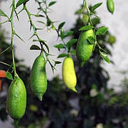 Лайм Фінгер Фаустрайм (Finger lime "Faustrime")