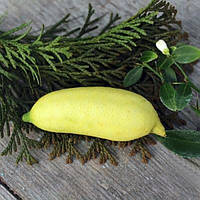 Лайм Фингер Фаустрайм (Finger lime "Faustrime") 10-20 см.ПРИВИТЫЙ Комнатный