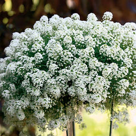 Алісум (Лобулярія)