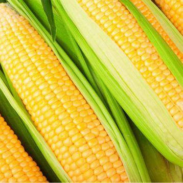 Кукуруза ДБ Хотин ФАО 250, Середнє насіння кукурудзи, фото 2