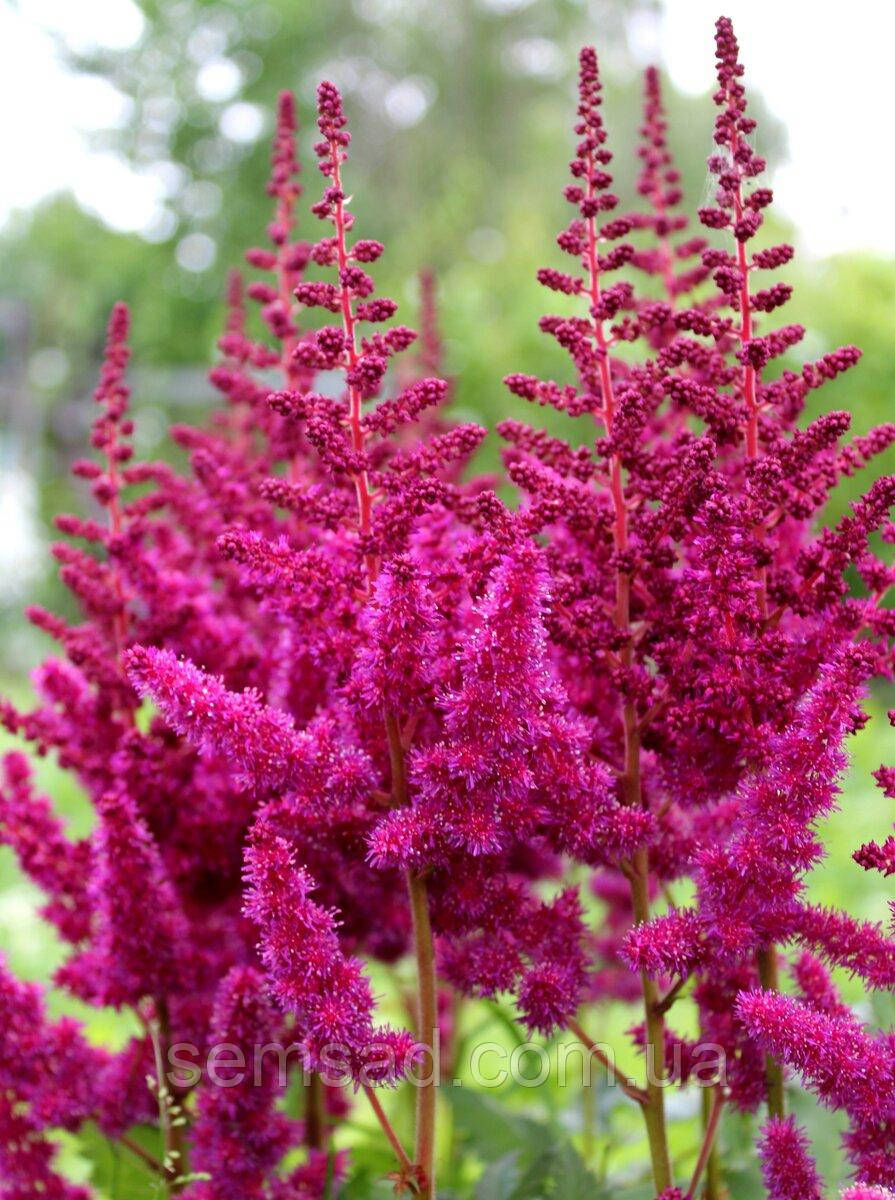 Астильба Бургунді Ред \ Astilbe Burgundy Red ( саджанці 1.5л )