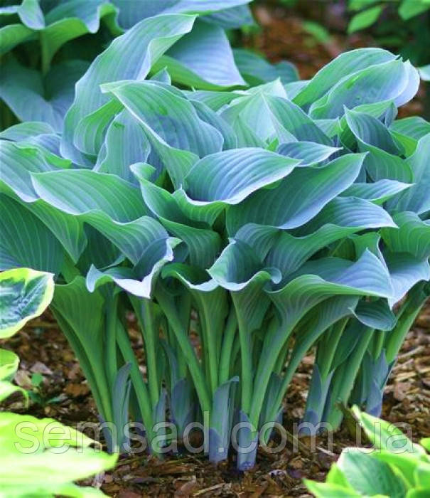 Хоста "Крос Регал" \ Hosta Krossa Regal (саджанці)