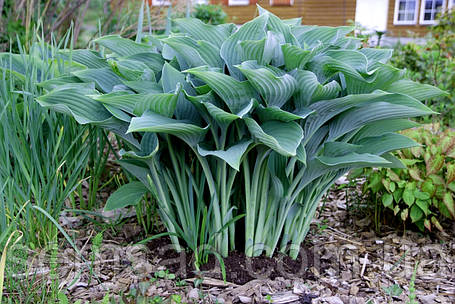 Хоста "Крос Регал" \ Hosta Krossa Regal (саджанці), фото 2