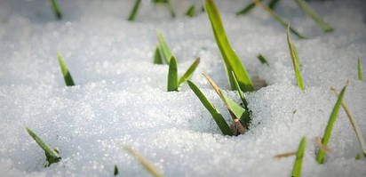 Основні правила грамотного догляду за газоном взимку