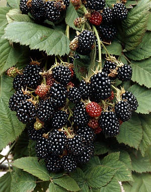 Саджанці ожини Black Satin (Блек Сатин), конт. 3 л, фото 3