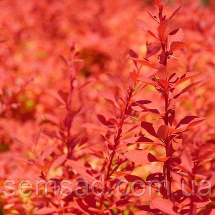 Барбарис тунберга " Берберрі " \ Berberis thunbergii Barberry ( саджанці 3 роки ), фото 2