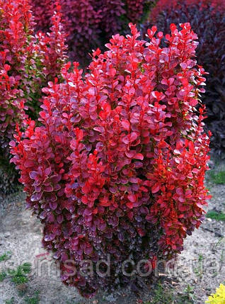 Барбарис тунберга Ред Тауер \ Berberis thunb. 'Red Tower' ( саджанці 2 роки), фото 2