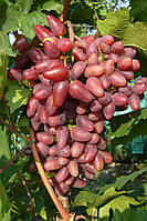 Саджанці винограду Дубівський рожевий
