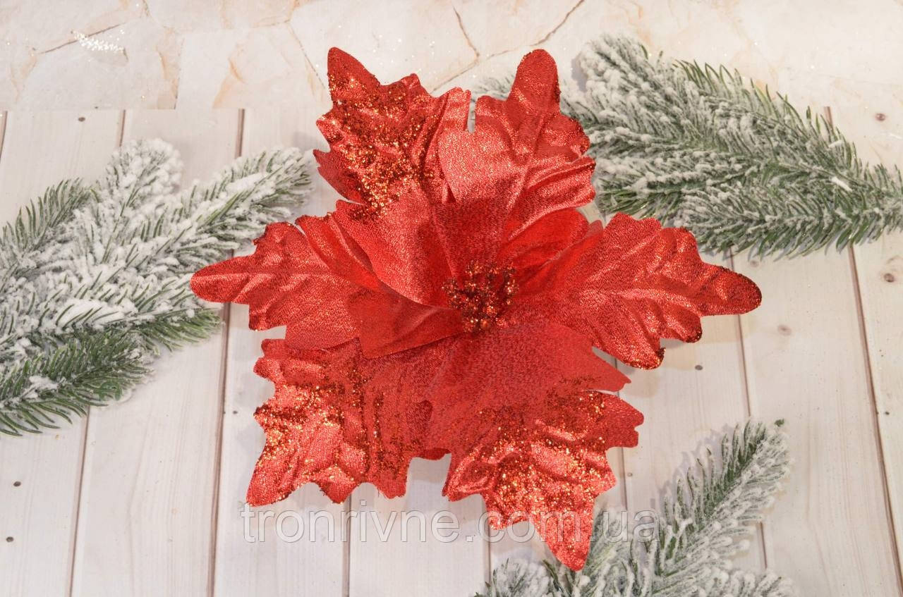Різдвяна квітка Пуансетія червона. Діаметр до 25 см