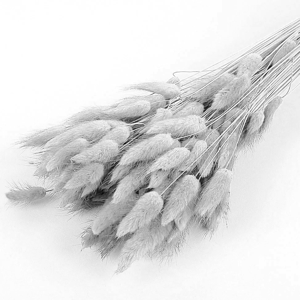 Лагурус білий 60 см,  (~ 100 шт), фото 1