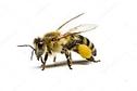 АлексКар - препарати для бджільництва https://superbee.com.ua/ua/