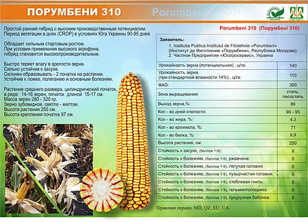 Насіння кукурудзи Порумбені 310 ФАО 300, жаростійка кукурудза Інститут рослинності Республіка Молдова, фото 2