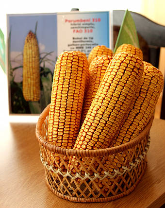Насіння кукурудзи Порумбені 310 ФАО 300, жаростійка кукурудза Інститут рослинності Республіка Молдова, фото 2