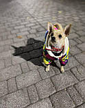 Зимовий одяг для собак, Комбінезон DogBaby, фото 8