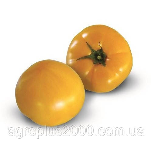 Насіння Томат індетермінантне Ямамото (KS 10 F1) 500 насіння Kitano Seeds