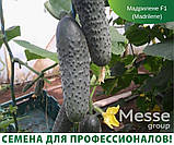 Мадрилен F1 семена огурца Seminis Голландия 250 шт, фото 4