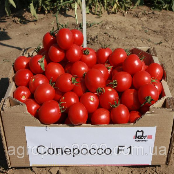Насіння Томат детермінантний Солероссо F1, 1000 насінин Nunhems