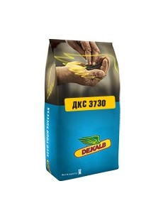 Насіння кукурудзи Монсанто ДКС 3730 (Monsanto Max Yield) ФАО 280