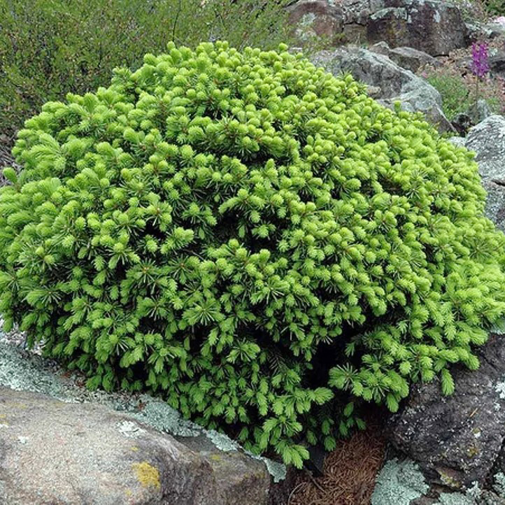 Саджанці Ялини канадської Ехініформіс (Picea glauca Echiniformis) Р9, фото 1