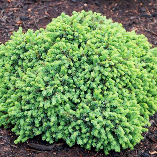 Саженцы Ели канадской Эхиниформис (Picea glauca Echiniformis) Р9 - фото 2 - id-p590296793