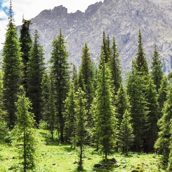 Саджанці Ялини Шренка (тянь-шанська) (Picea schrenkiana) Р9