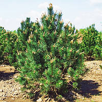 Саженцы Сосны Крючковатой (Сосна Пиренейская) (Pinus uncinata) Р9