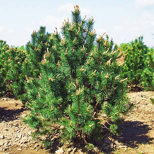 Саджанці Сосни Гачкуватої (Сосна Піренейська) (Pinus uncinata) Р9